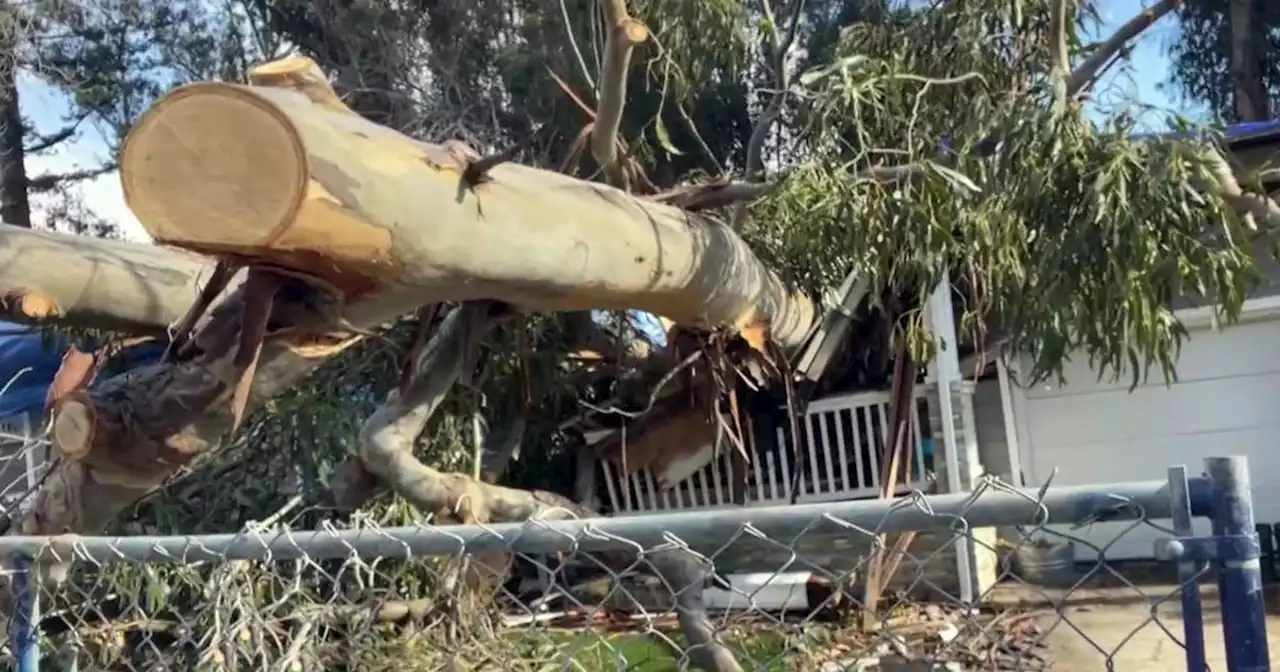 Massive eucalyptus smashes Castro Valley home