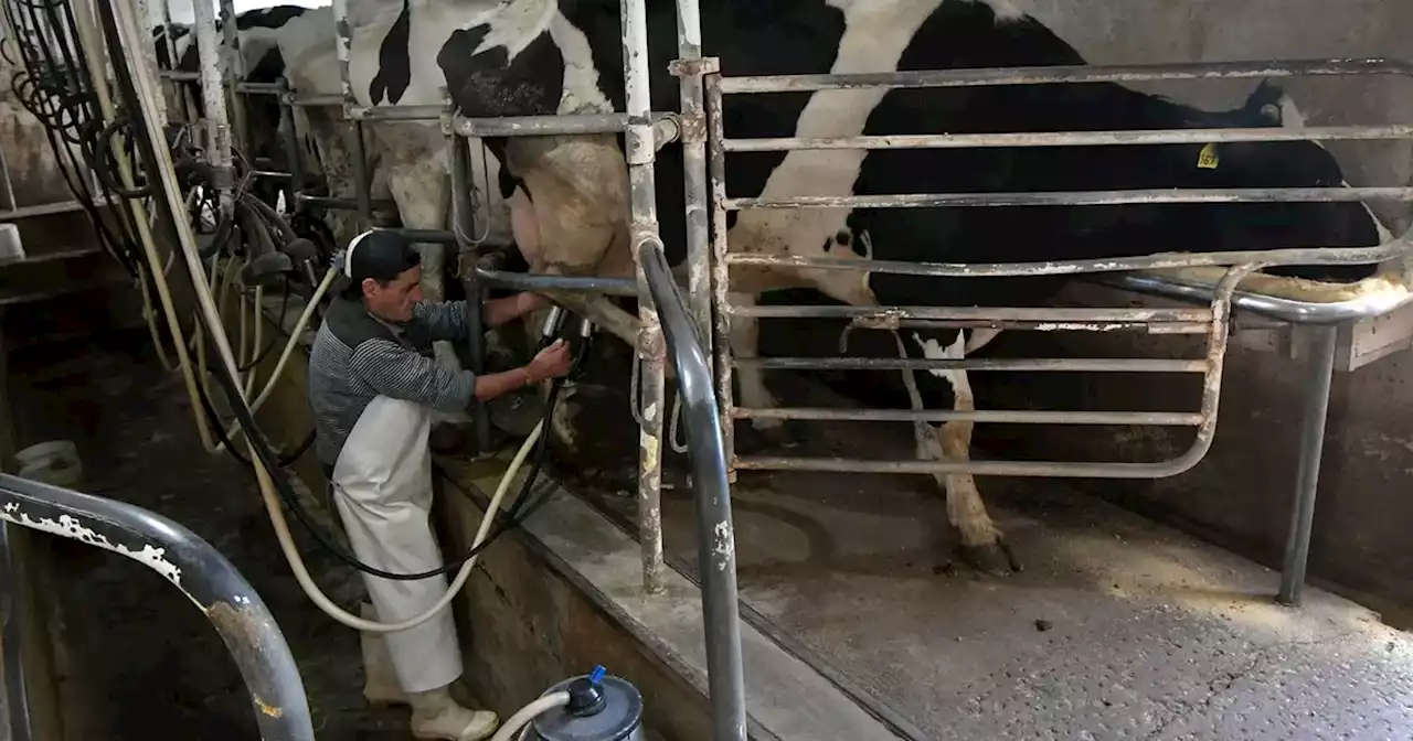 Es oficial: los detalles del programa Impulso Tambero | Agricultura | La Voz del Interior