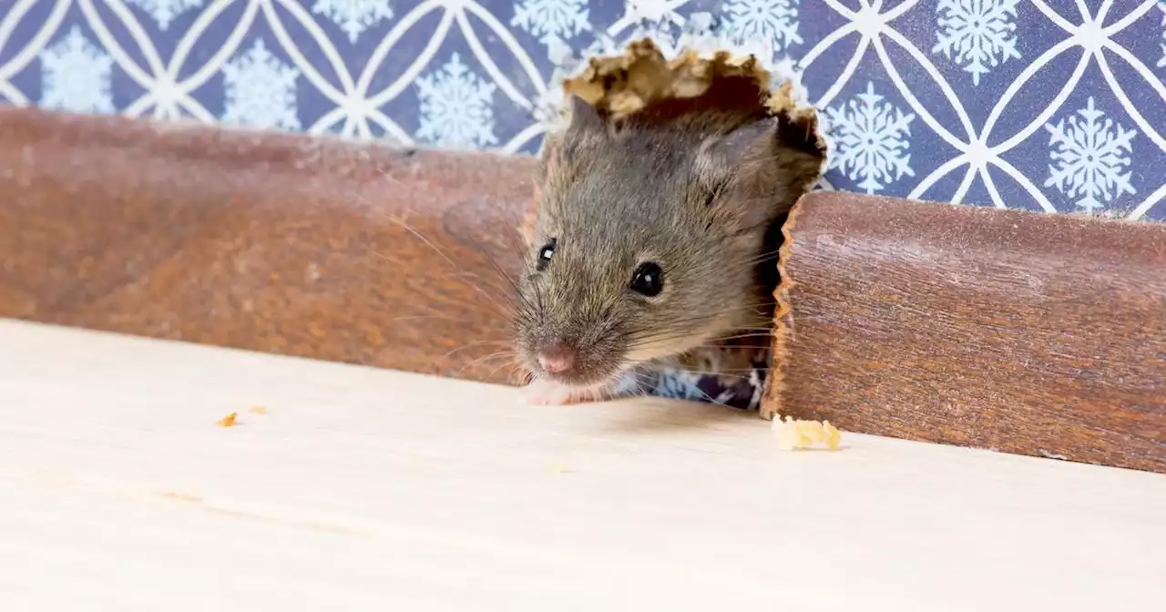 Comment se débarrasser d'une souris dans une maison ?