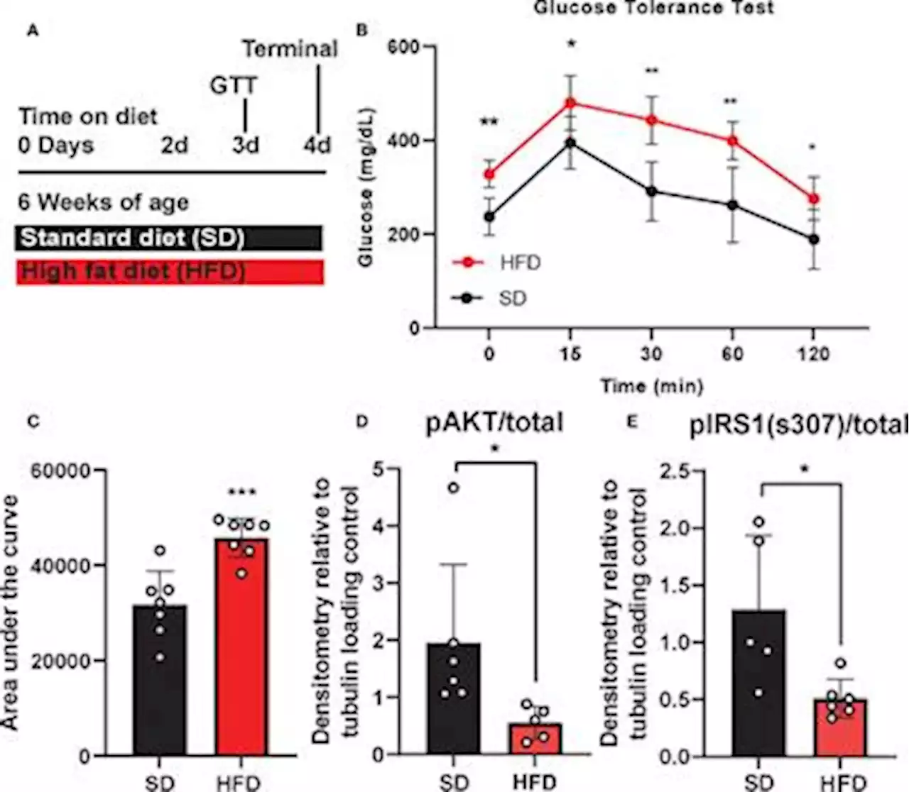 Frontiers | cGAS/STING and innate brain inflammation following acute high-fat feeding