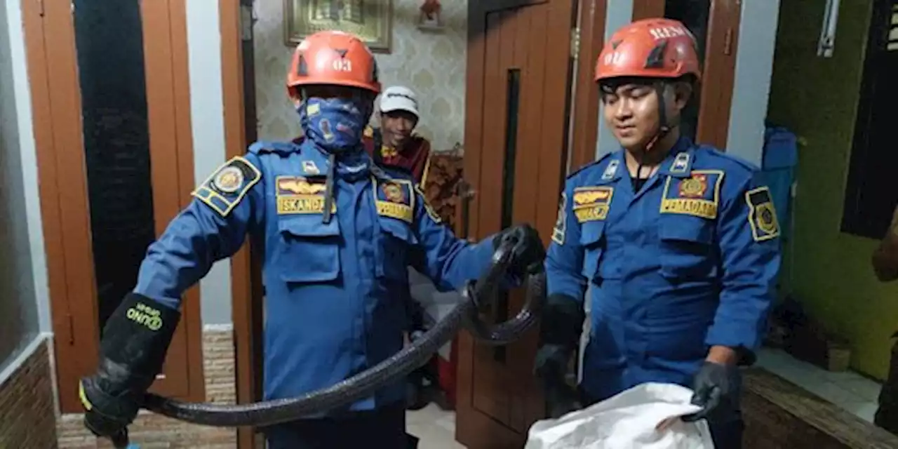 Mau Masak Mi, Warga Bogor Temukan Ular Kobra Melingkar di Tabung Gas | merdeka.com