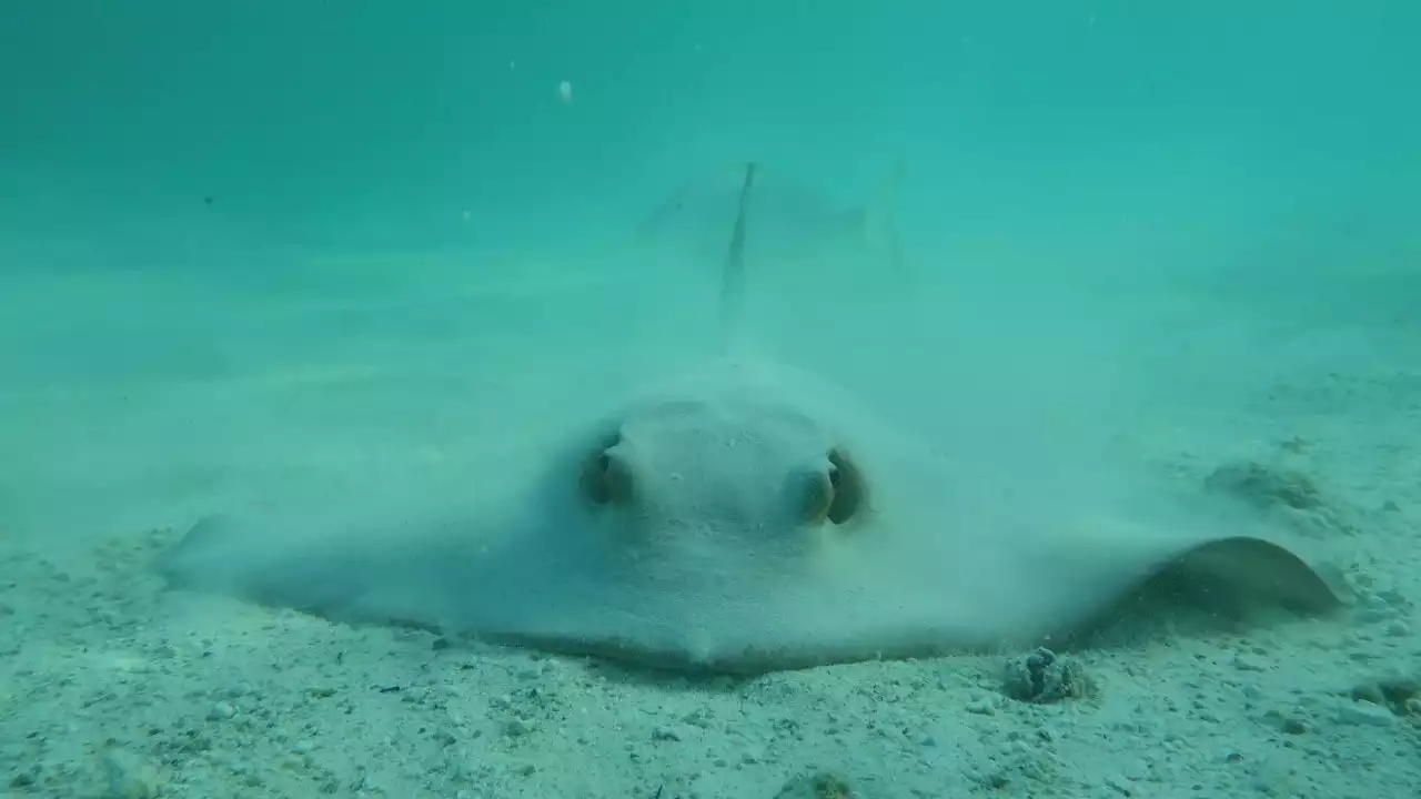 Los arrecifes de coral, en riesgo de perder sus tiburones y rayas | Minuto30