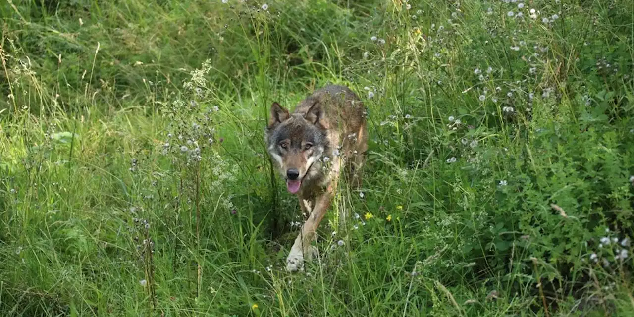 Zoff um Wolf: Jagdgesetz spaltet Umweltverbände