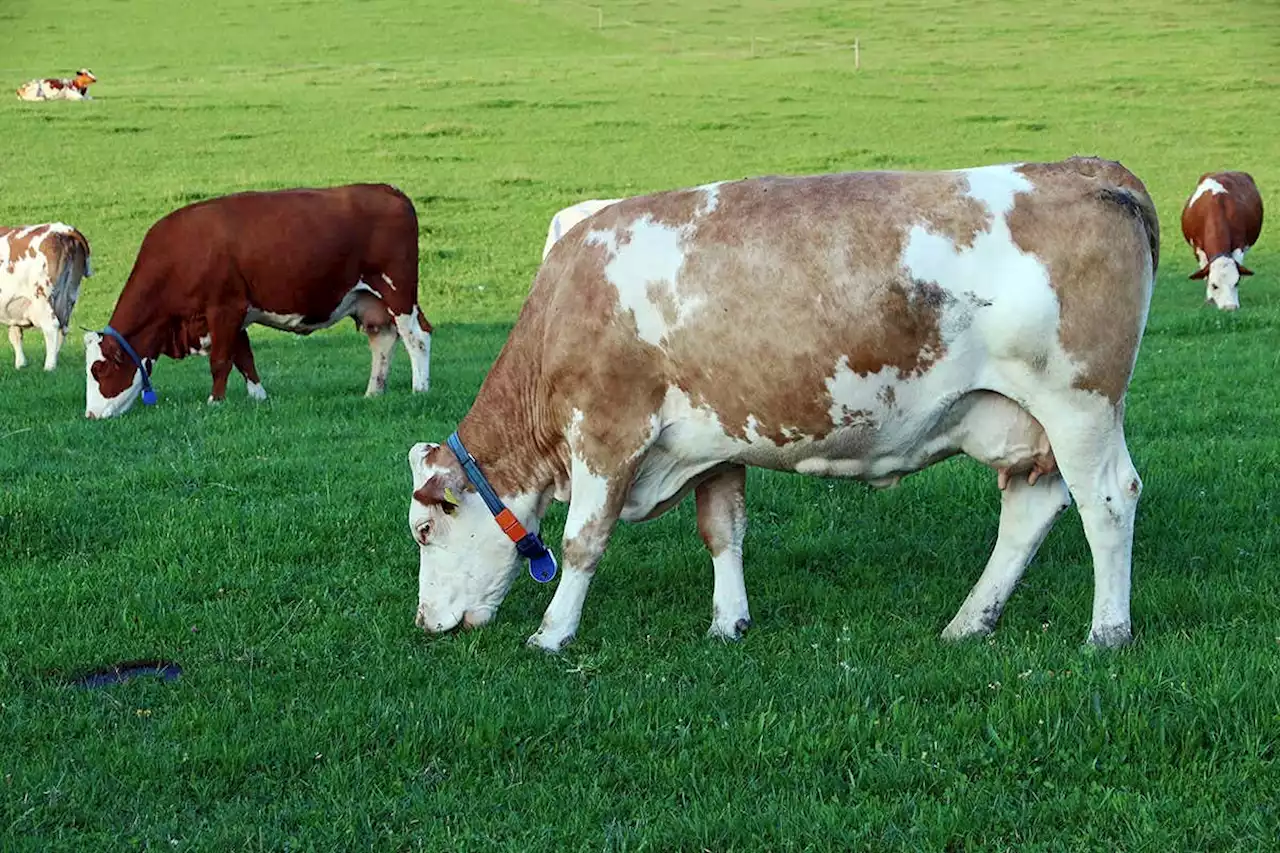 Ranchers are using GPS-collars to herd livestock with virtual fences