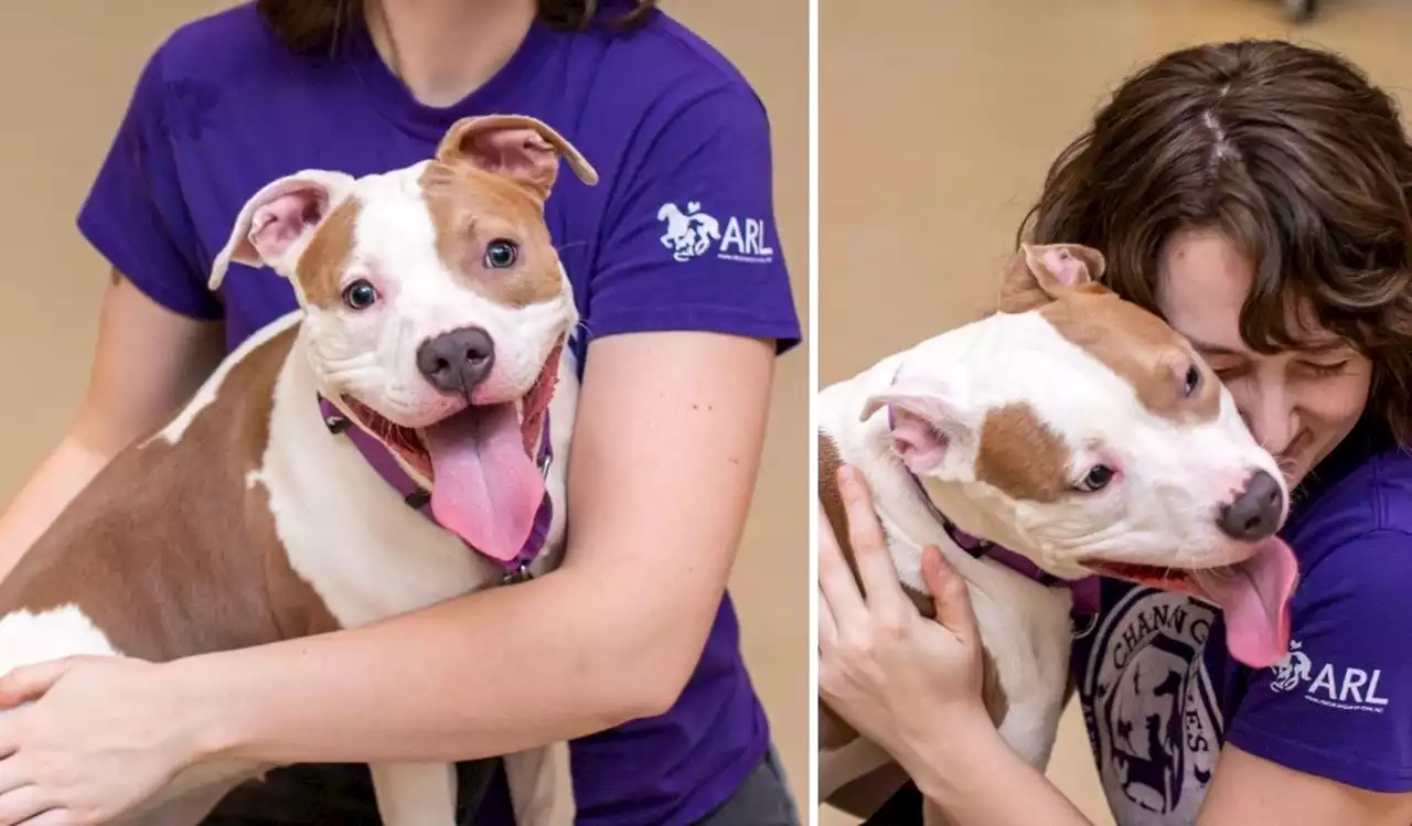 Family adopts N.J. dog abandoned at Iowa airport, animal shelter says