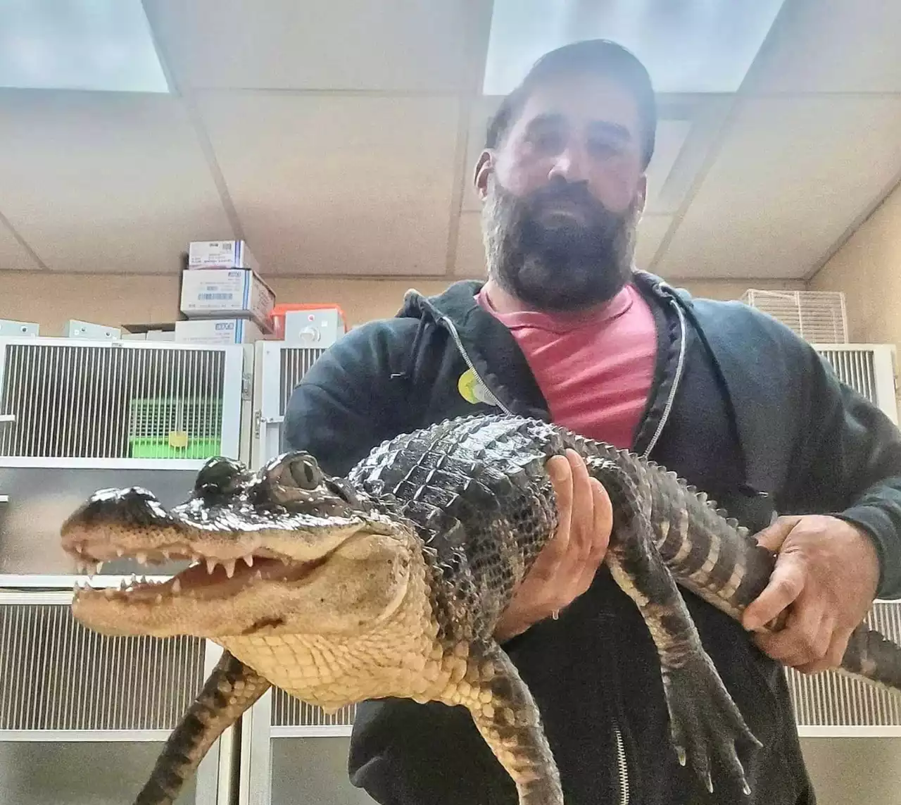 Investigators want to know who abandoned an alligator in an empty N.J. parking lot