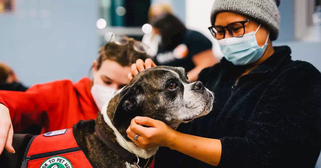 The Proliferation and Appeal of On-Campus Therapy Dog Programs