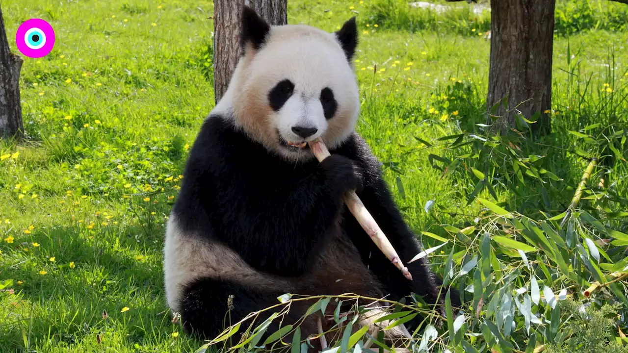 [Video] Traviesos pandas gigantes les hacen difícil el trabajo a sus cuidadores - Pulzo