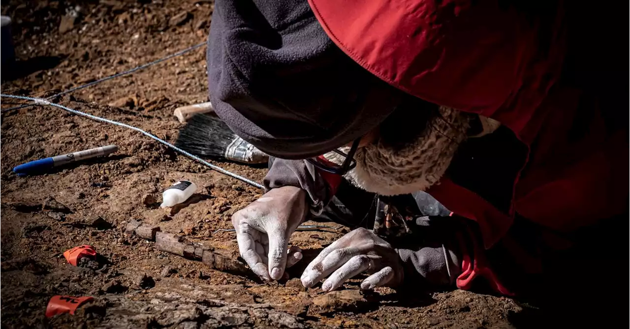 Scientists unearth megaraptors, feathered dinosaur fossils in Chile's Patagonia