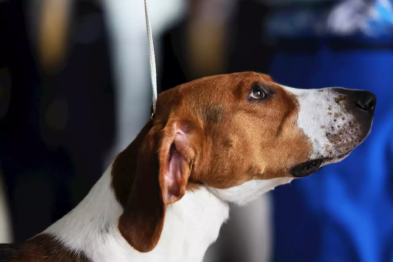 Maltraitance animale : les 'colliers de dressage' interdits par l'Assemblée nationale