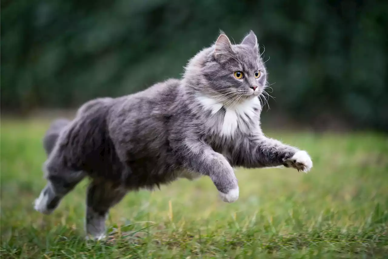 New Research Reveals Why You Shouldn’t Let Your Cat Outside