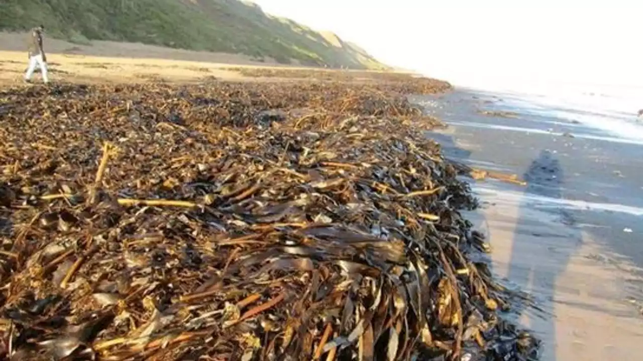 Concerns about government 'freeport' as dead marine life washes up on Teesside beaches