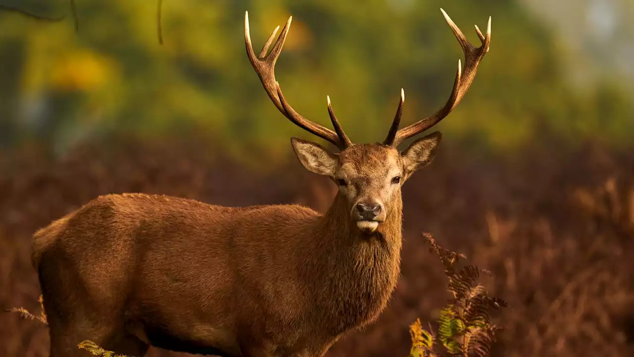 NatureScot carries out red deer cull on Highland estate to prevent damage to protected habitats