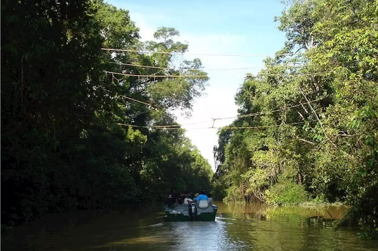 If lost, stay put: Sabah forestry officer who found missing Singapore man