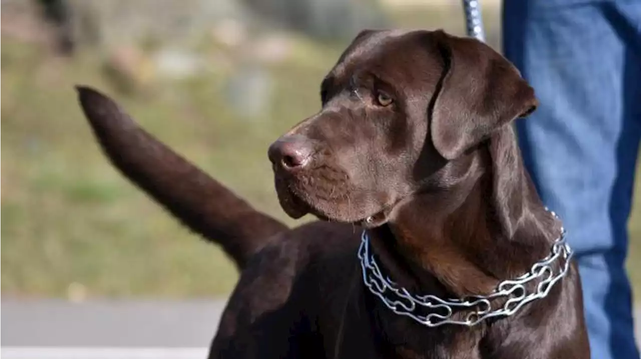 Souffrance animale : l’utilisation et la vente des « colliers de dressage » sont désormais interdites