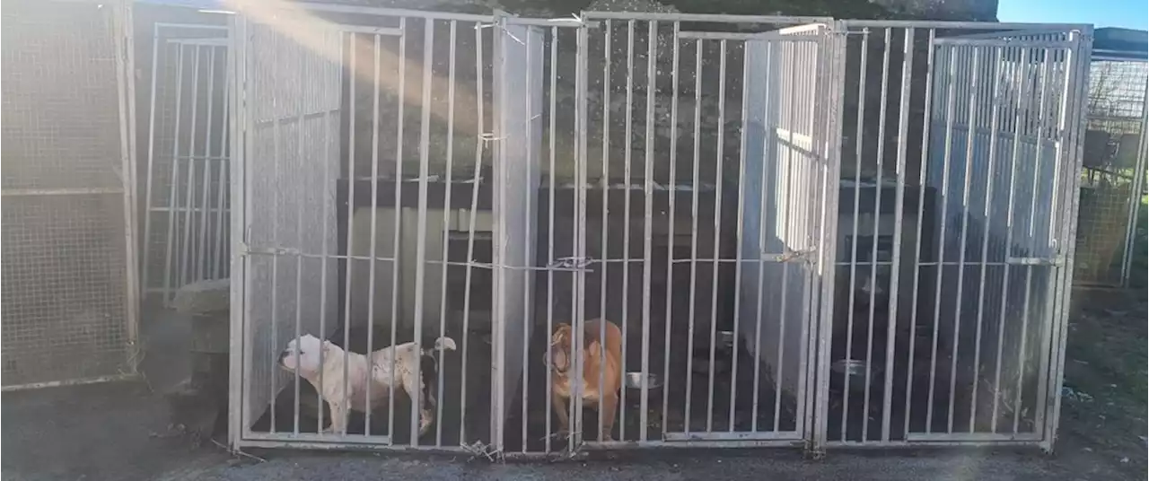 Gardaí seize 15 Pit Bulls, two Rottweilers and two Alsations in animal rights investigation