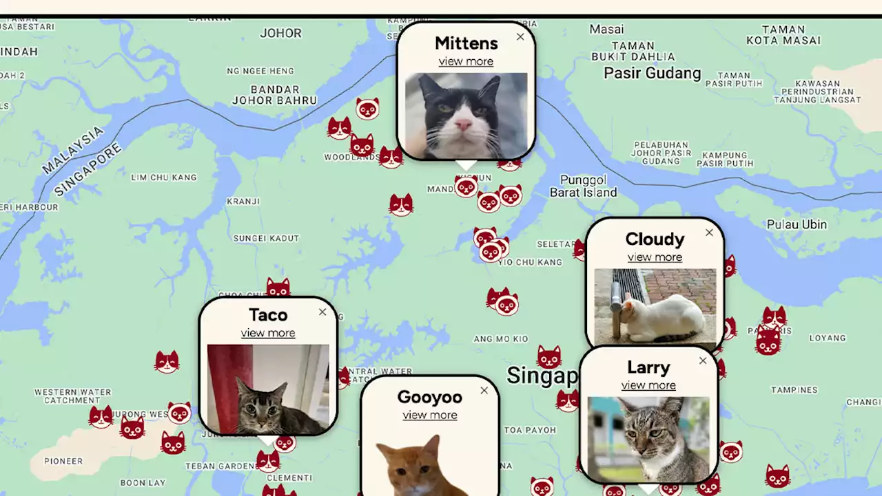 #trending: Redditor’s map of community cats in Singapore raises concern over misuse by ‘dedicated’ cat killers