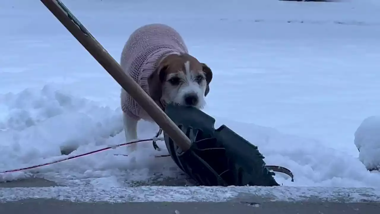 Dog Tries To Help Shovel Snow In Canada - Videos from The Weather Channel