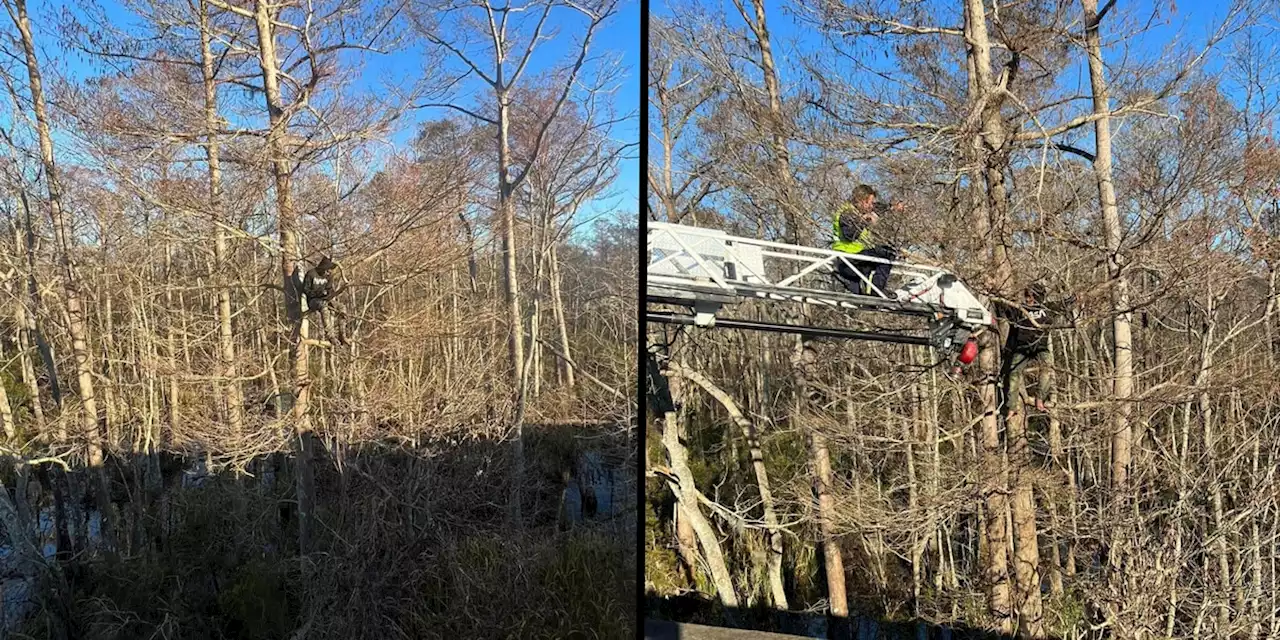 Man rescued after he got stuck in tree while running from police, authorities say