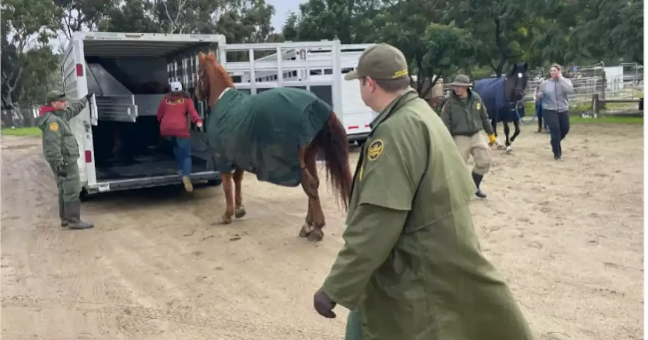 Nearly 30 horses rescued from rising flood waters in San Ysidro