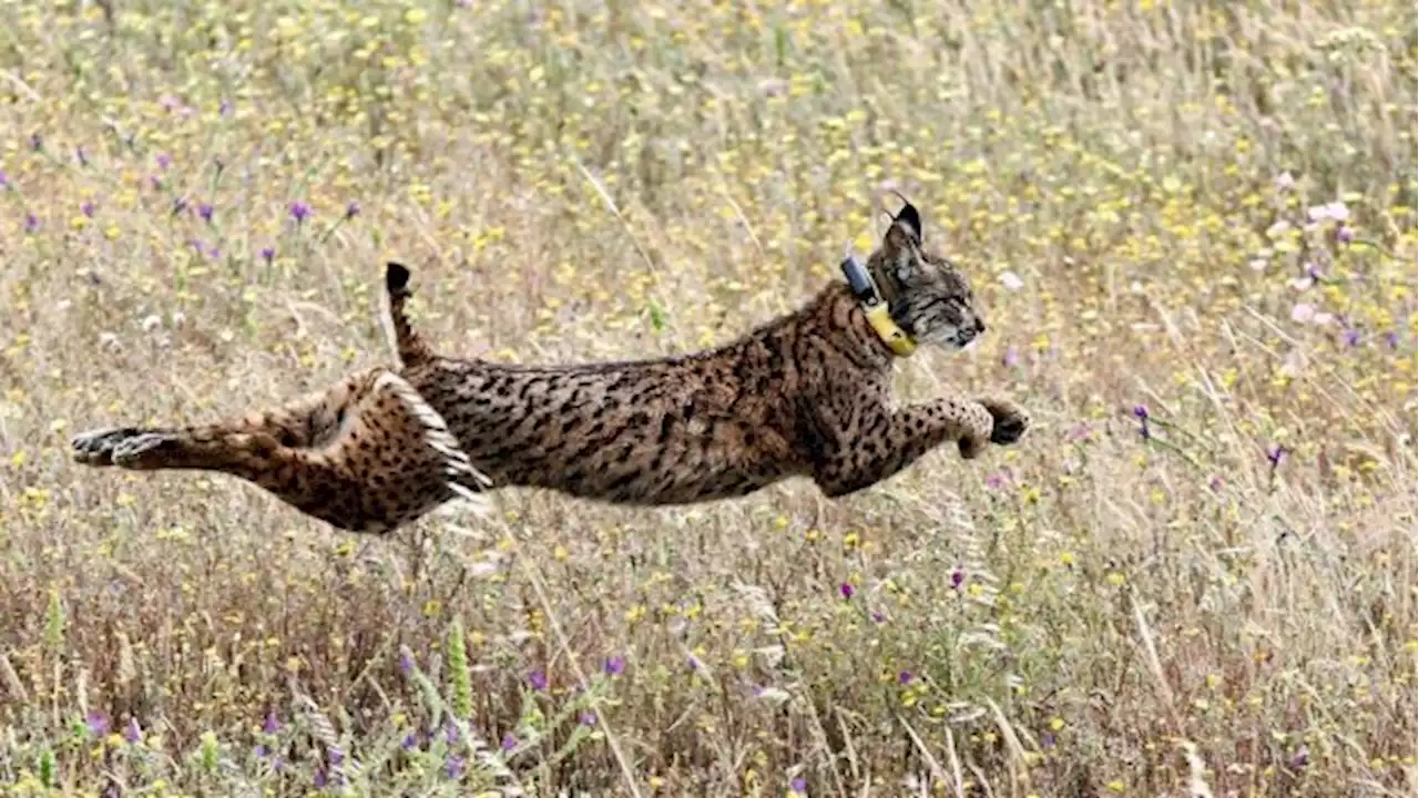 El lince ibérico conquistará (con ayuda) la región de Murcia