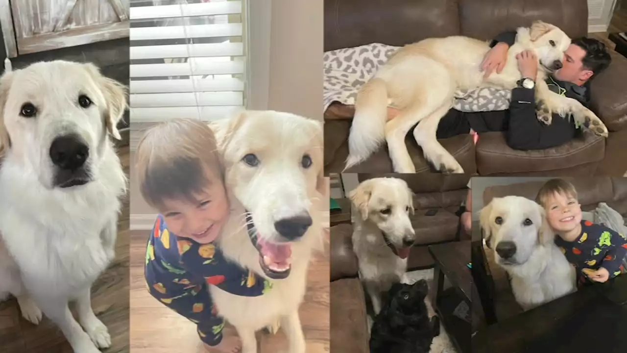 After 14 failed adoptions, 'Ronald' the dog finally finds forever home with North Carolina family