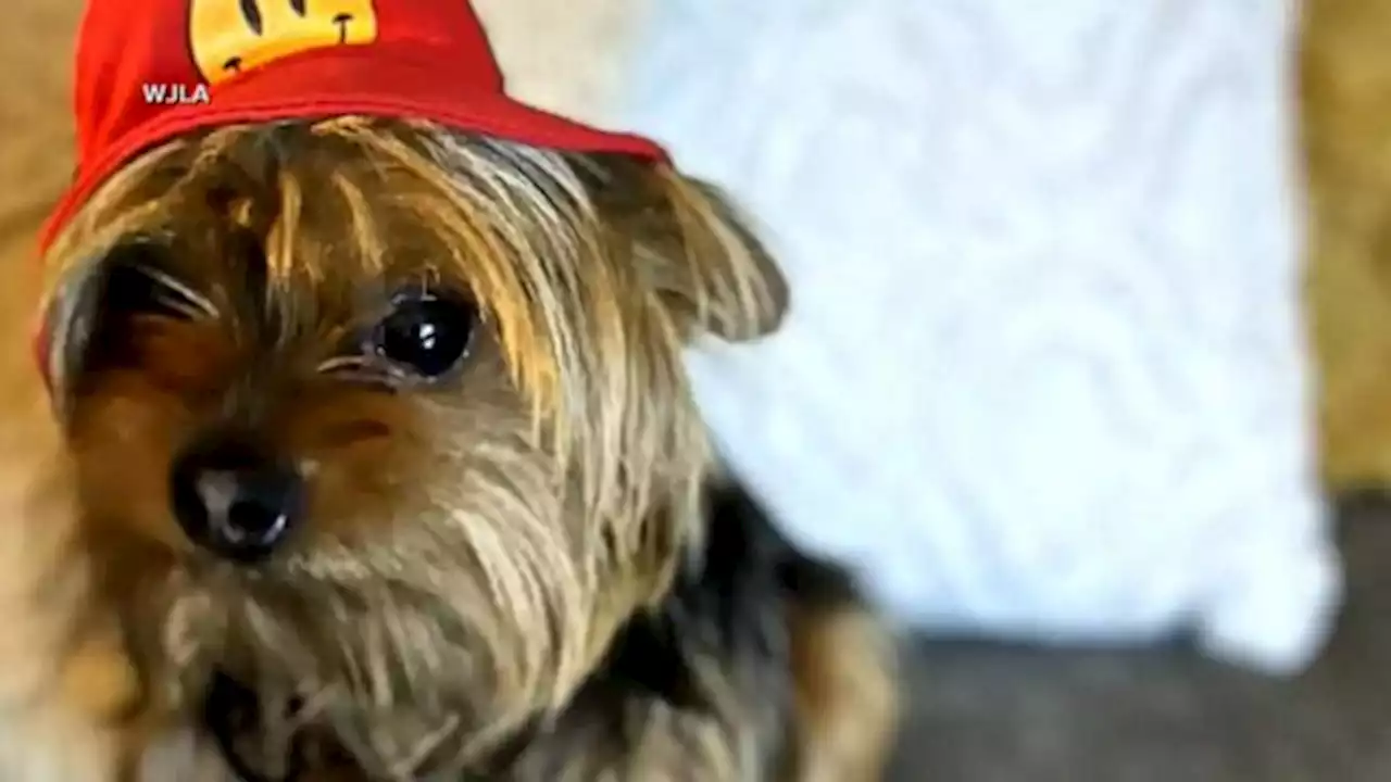 Veteran helped track down dognappers, save woman's stolen Yorkie