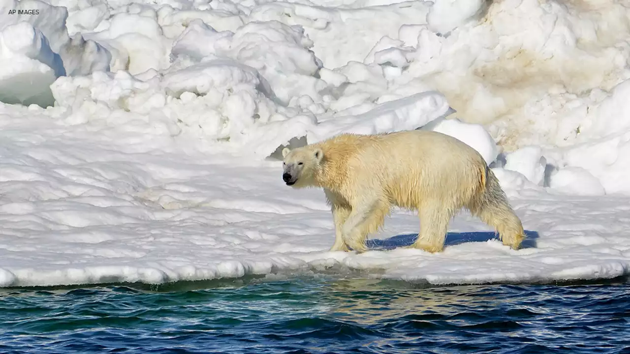 Polar bear kills woman, boy in remote Alaska village