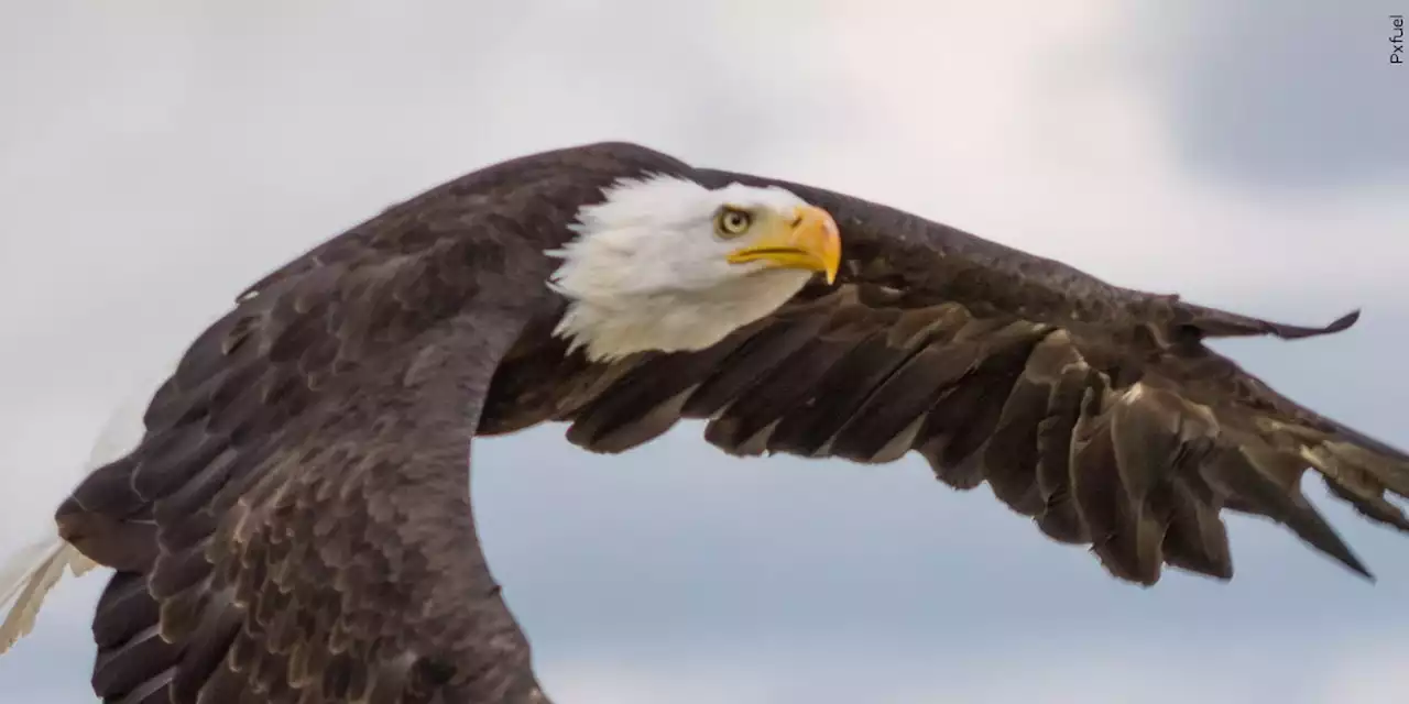 Officials: Bald eagle flies into power lines, causes outages for hundreds