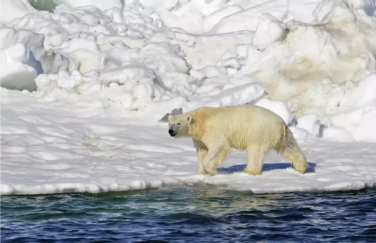 Polar bear kills woman, boy in western Alaska village of Wales