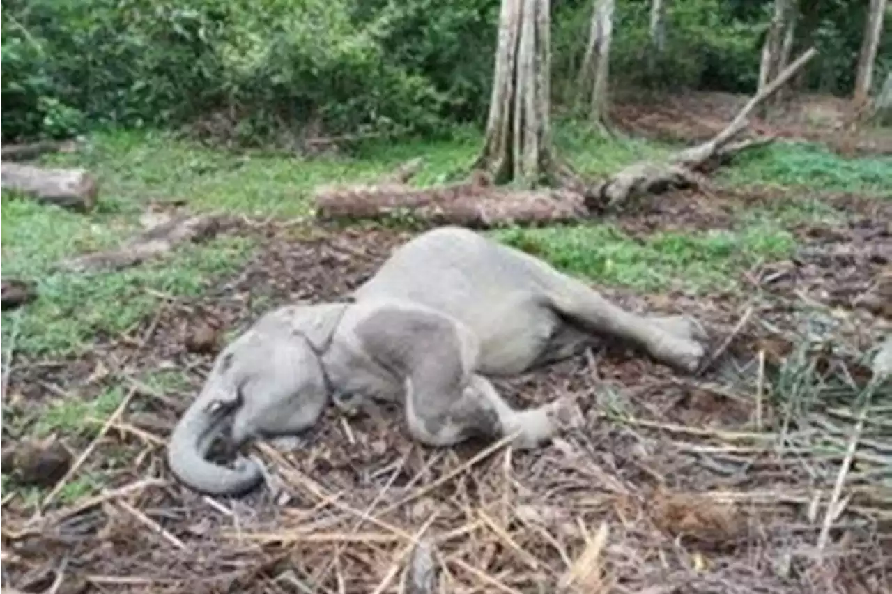 Warga menemukan anak gajah mati di Taman Buluh Cina Kampar Riau