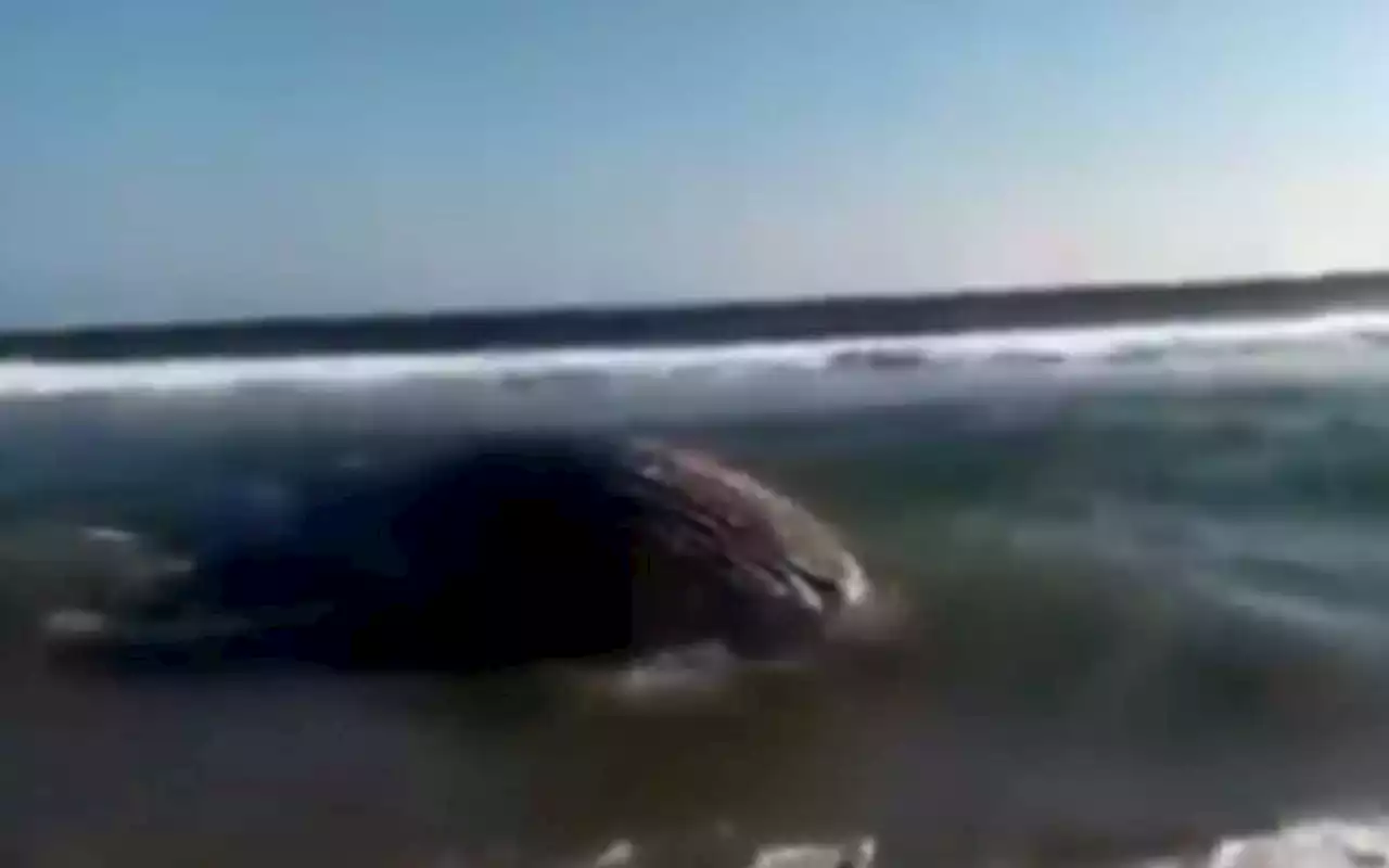 Pescadores hallan sin vida a ballena en Oaxaca