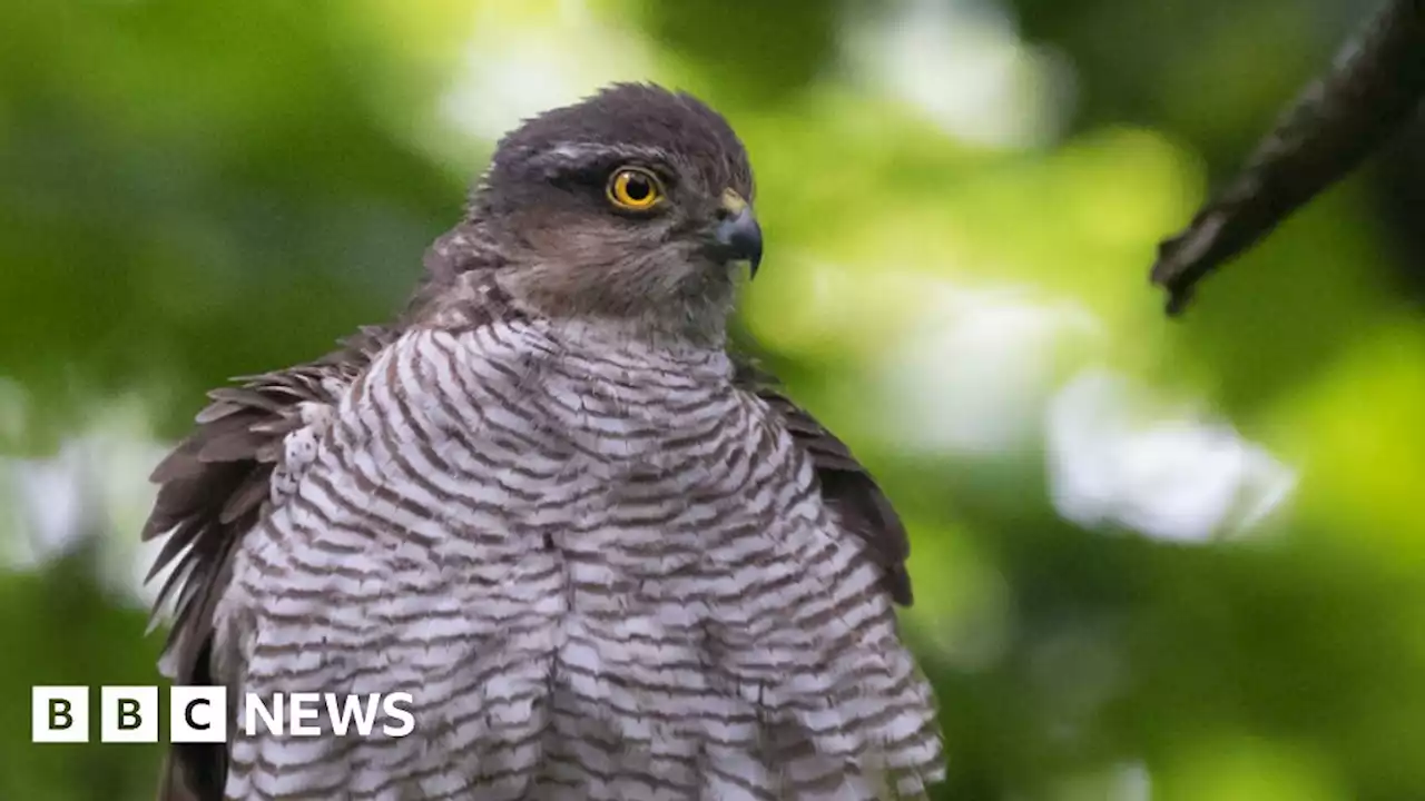 Shot Goshawks dumped in Suffolk forest prompts £10k reward