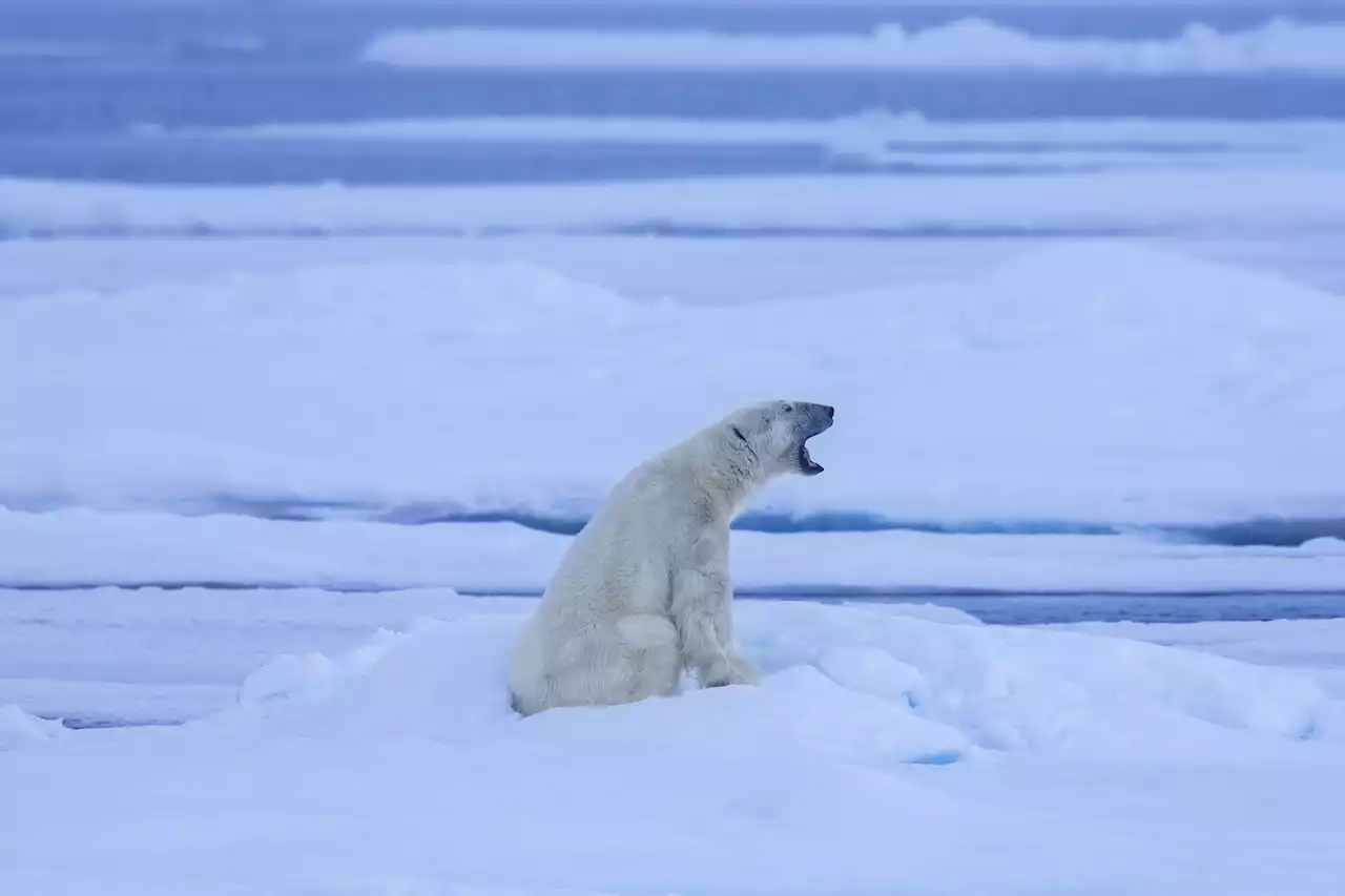 Eisbär tötet zwei Menschen in Alaska