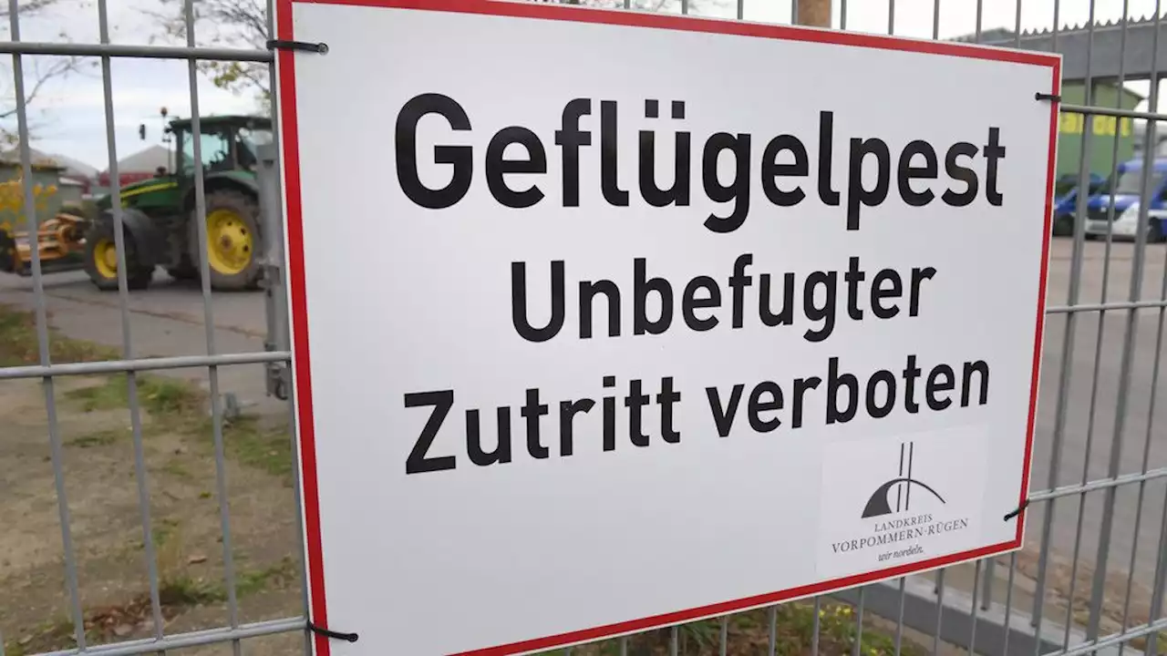 Geflügelpest: Rund 70.000 Enten müssen getötet werden