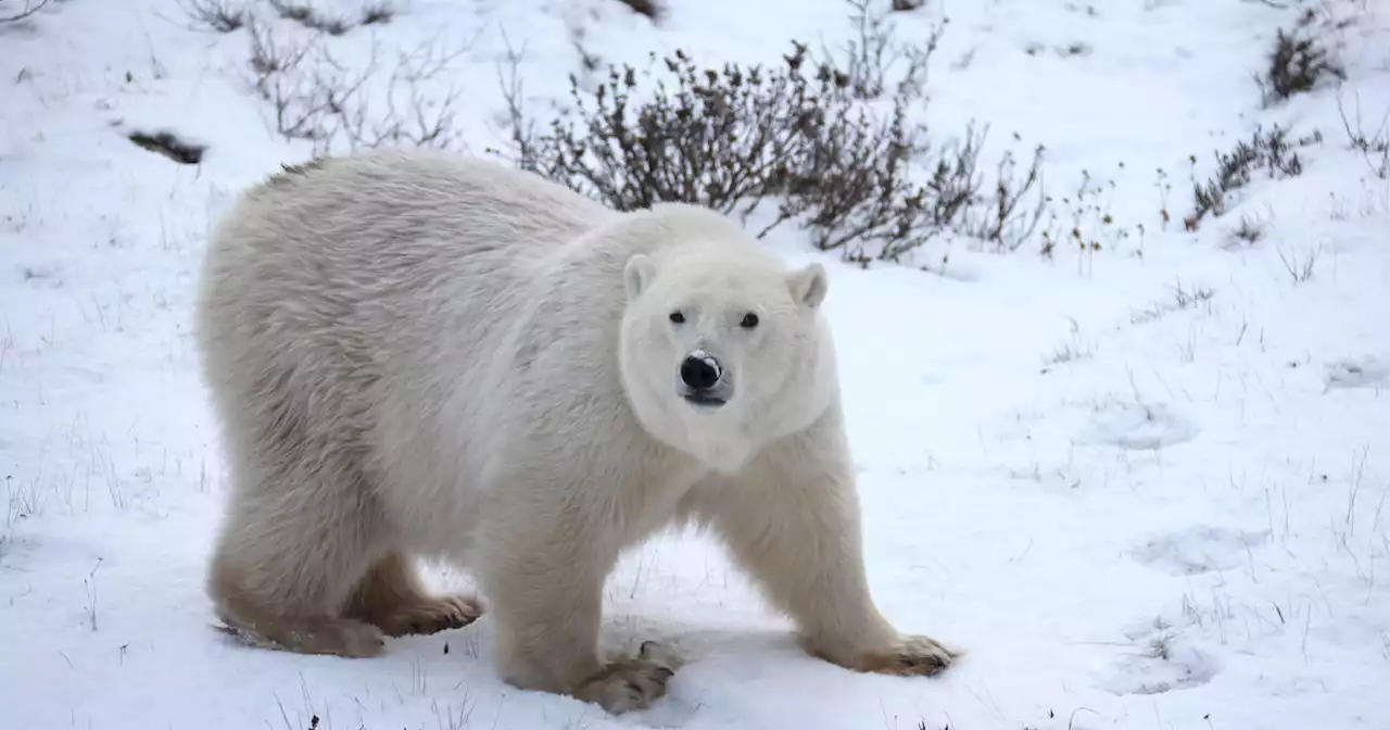 Polar bear kills woman and boy in remote Alaska village