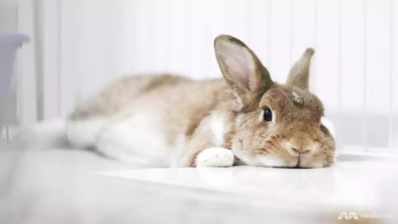 Pet shops, animal groups work to prevent abandonment cases ahead of Year of the Rabbit