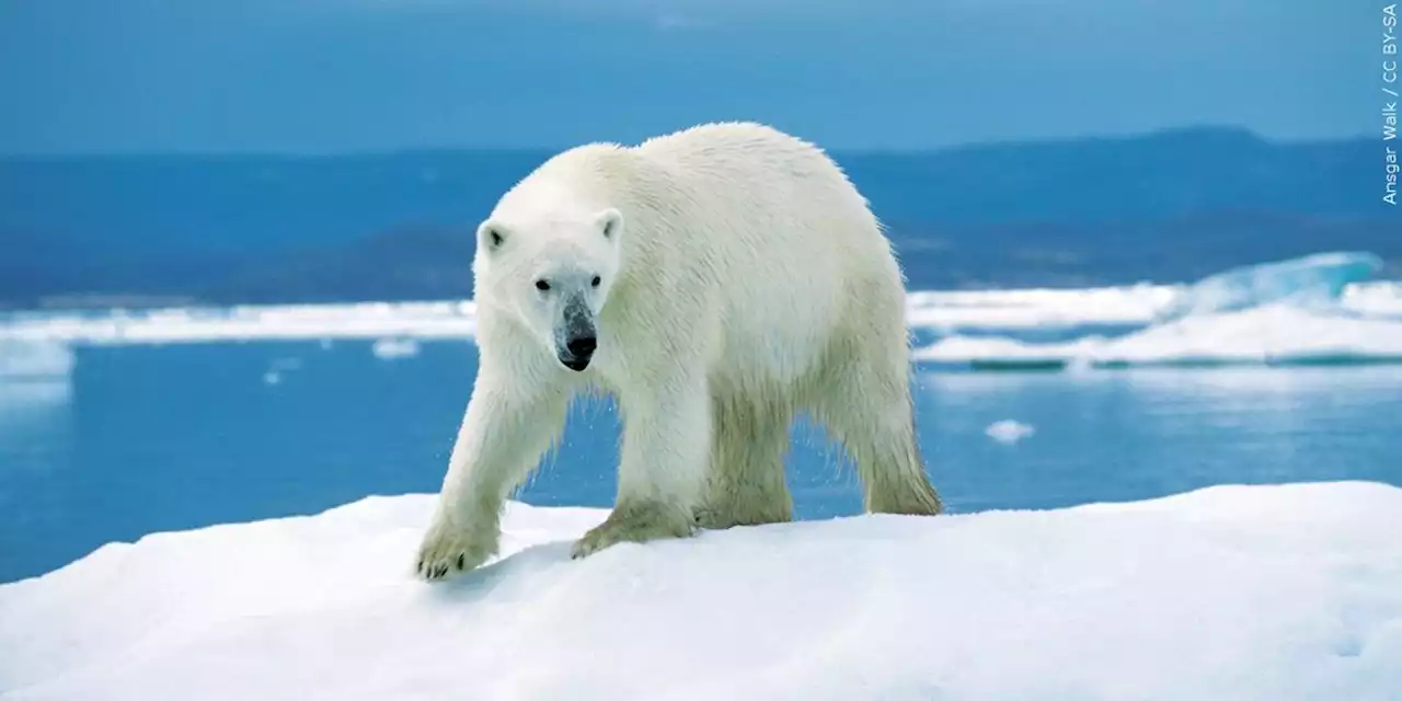 Polar bear kills woman, boy in Alaska