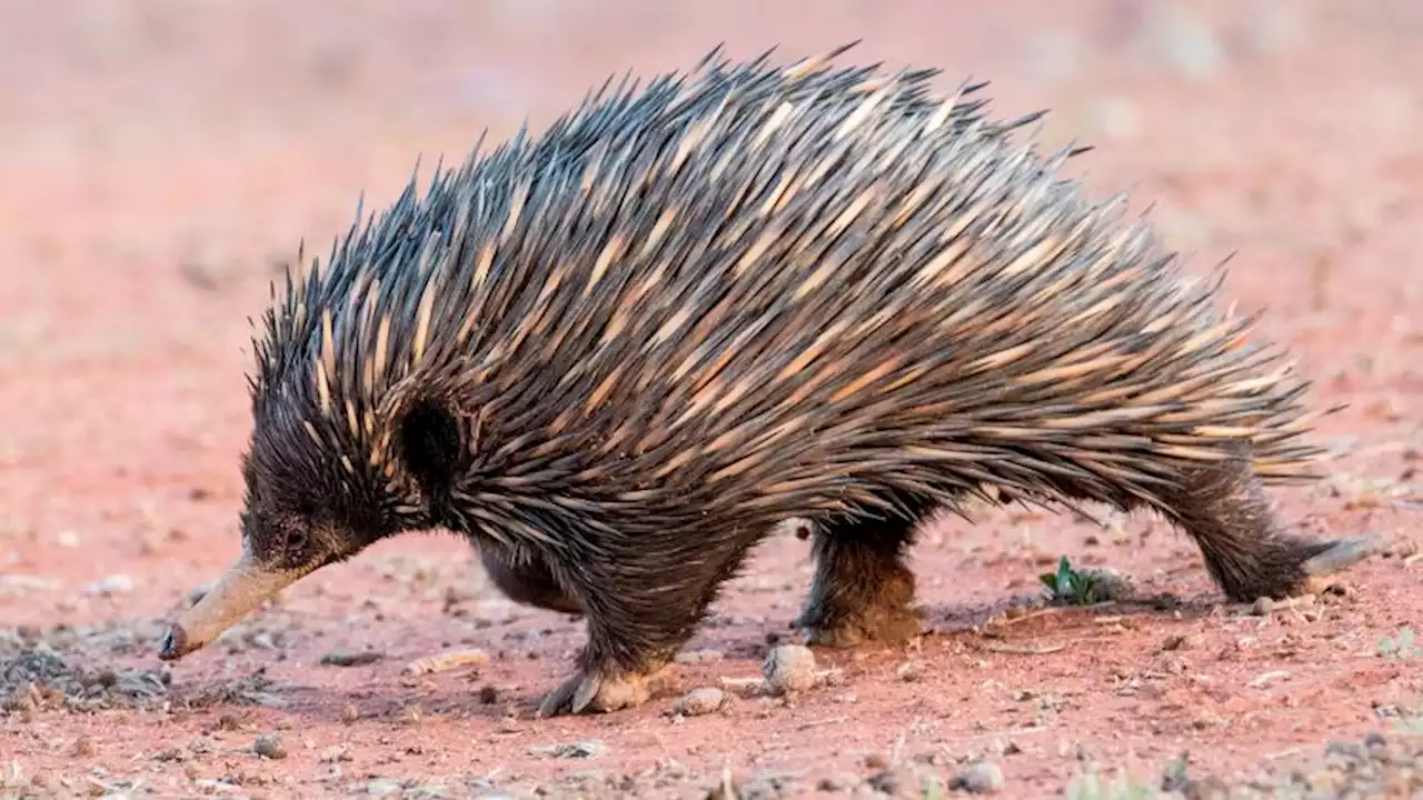 This egg-laying mammal blows bubbles to cool off | CNN