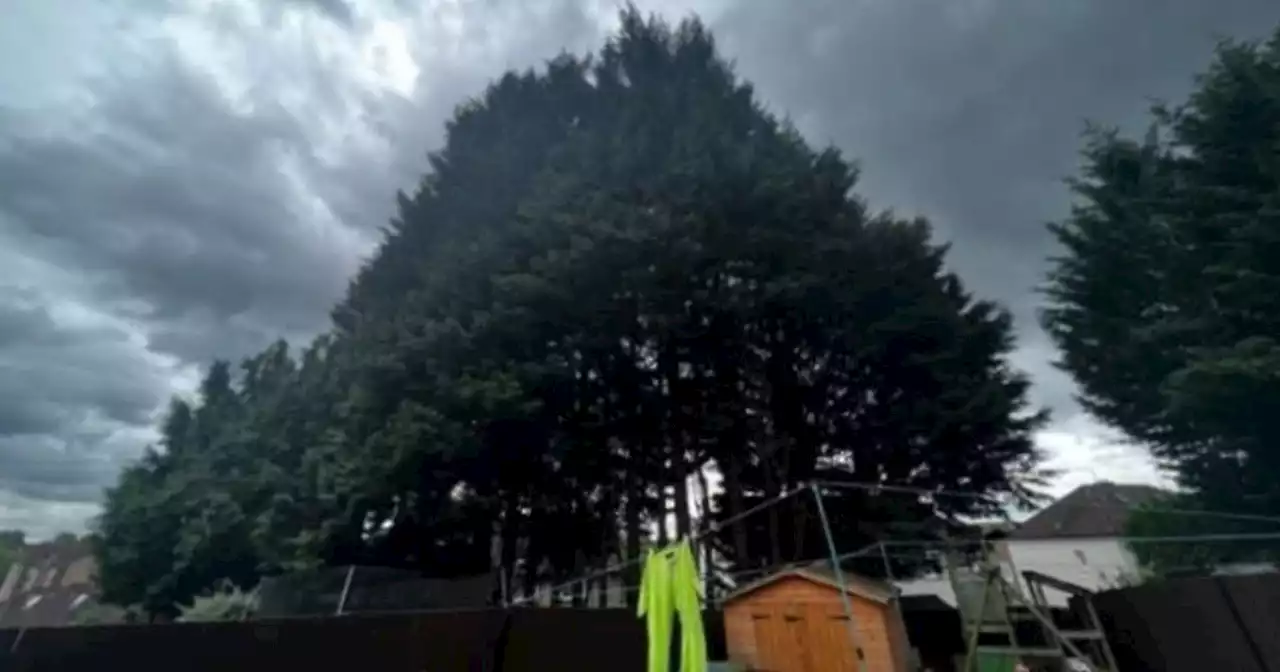 Scots neighbours at war over 50ft trees as man ordered to chop down bushes