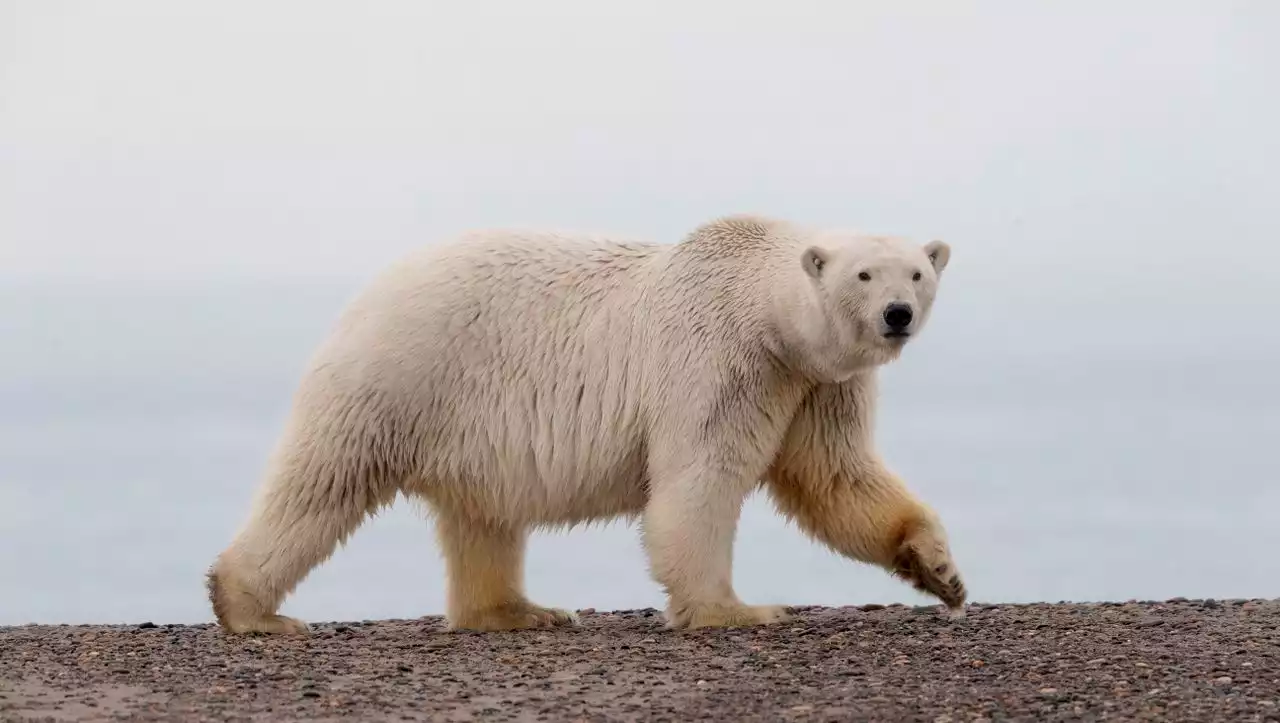 Eisbär tötet zwei Menschen in Alaska