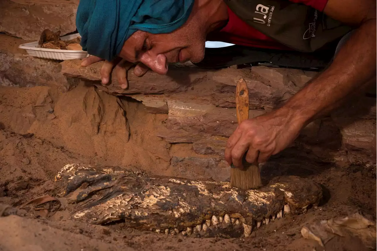 Sorpresa en una tumba egipcia: Hallan diez momias de cocodrilos