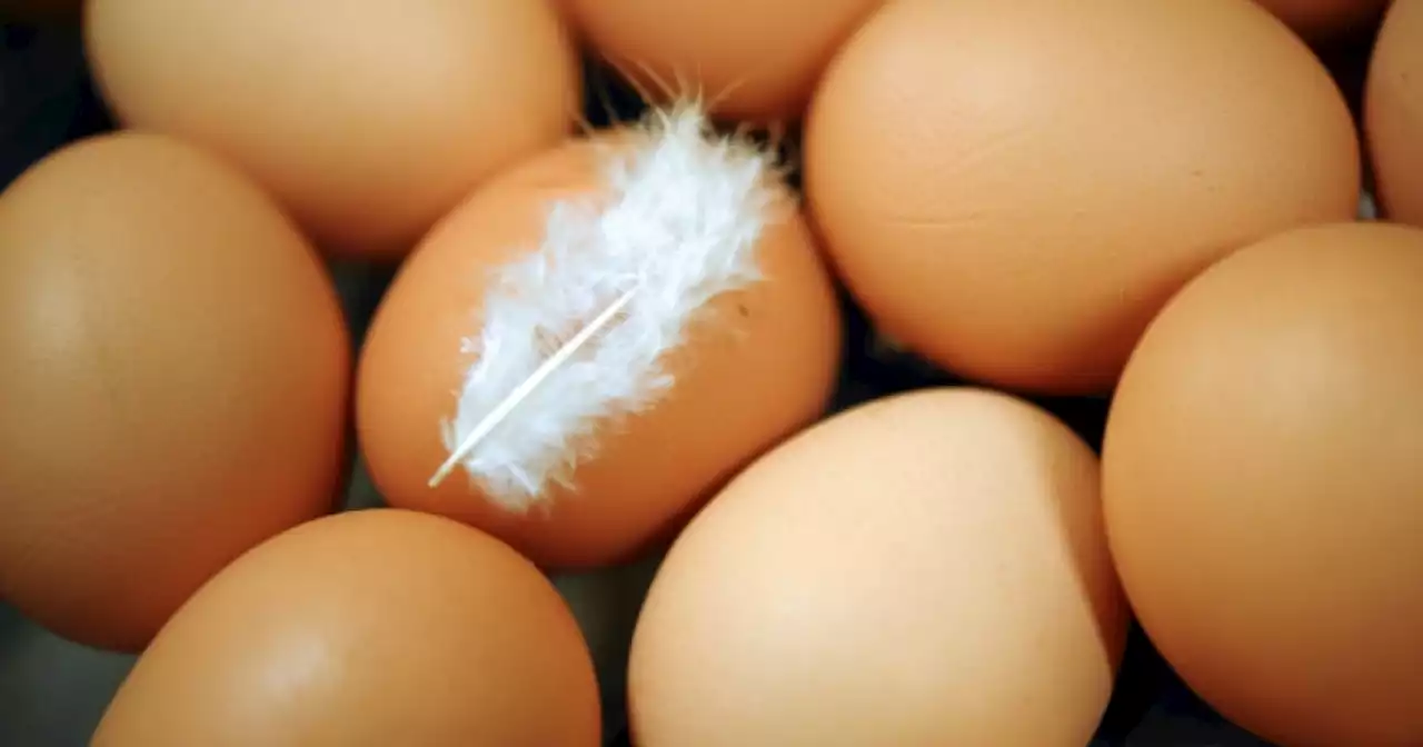 Consumers struggling to afford eggs, producers say