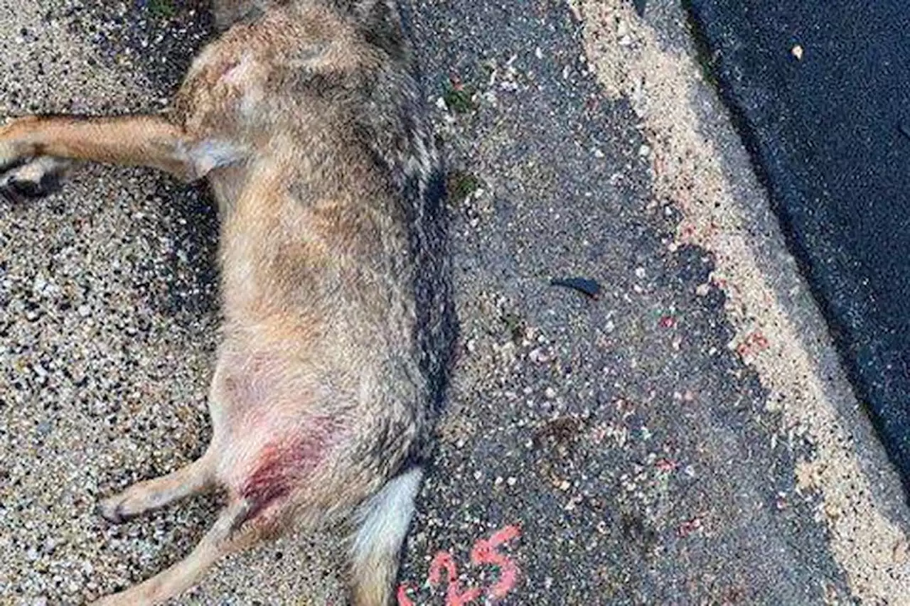 Un loup retrouvé mort près de la Grande-Motte, l'animal de 35 kg a été percuté par une voiture près de la station balnéaire