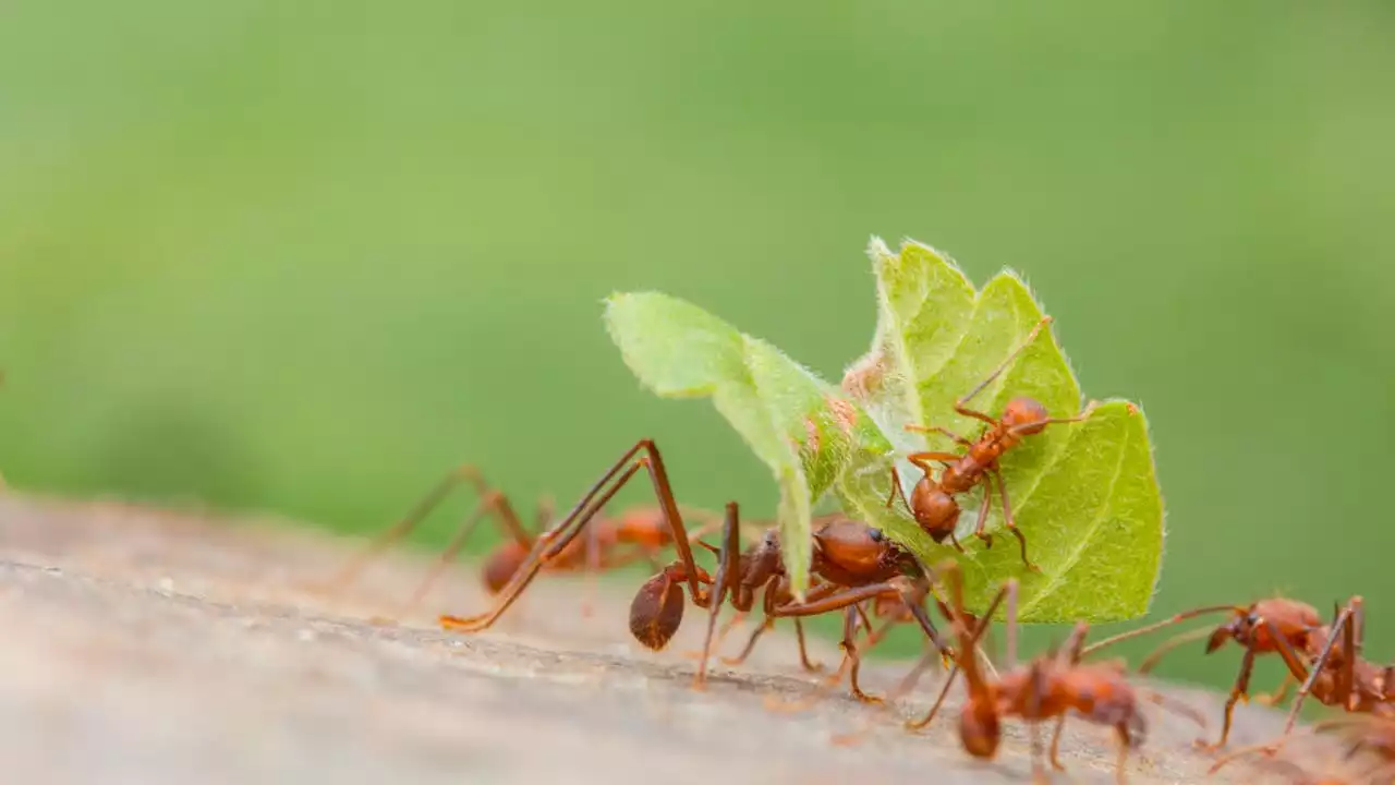 ‘The Last of Us’ zombie fungal parasite is real and causes ants to commit suicide