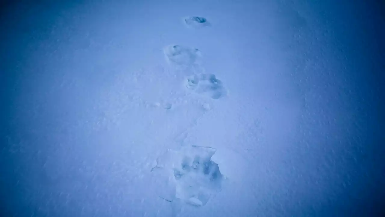 Polar bear kills woman, boy in Alaska village, state troopers say