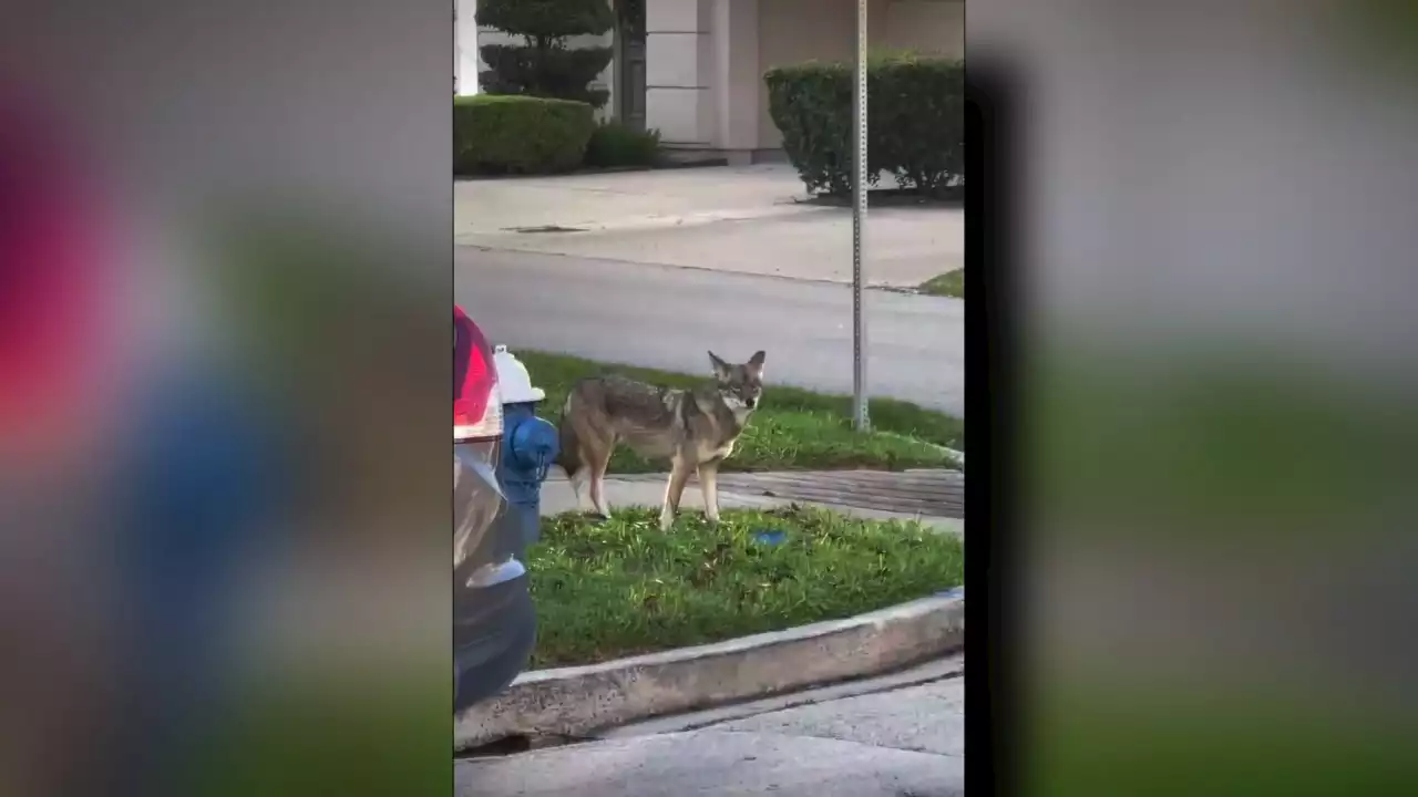 Several coyote sightings reported near downtown Houston