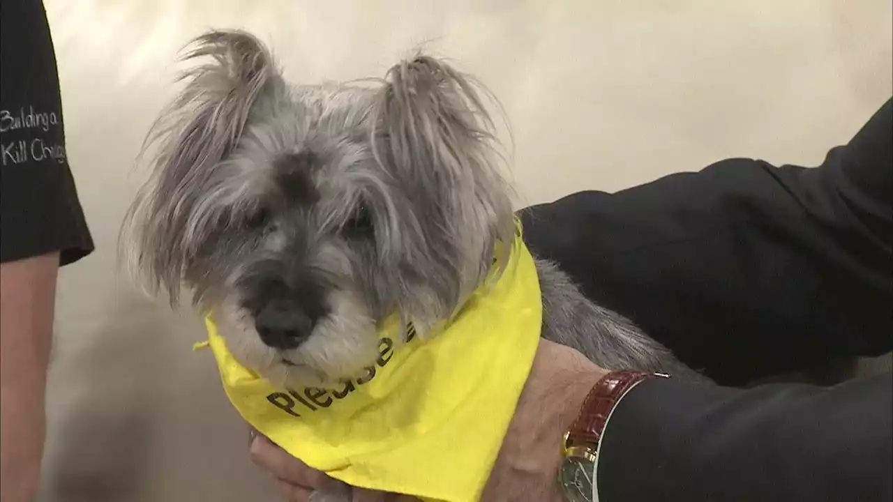 PAWS Chicago cuts adoption fees for senior dogs in honor of Betty White’s 101st birthday