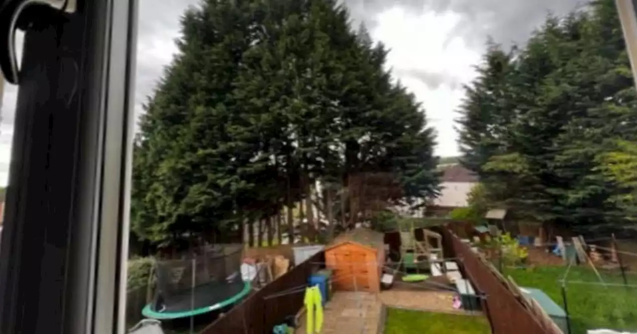 Glasgow man ordered to chop down 50ft trees that stop neighbour's clothes drying