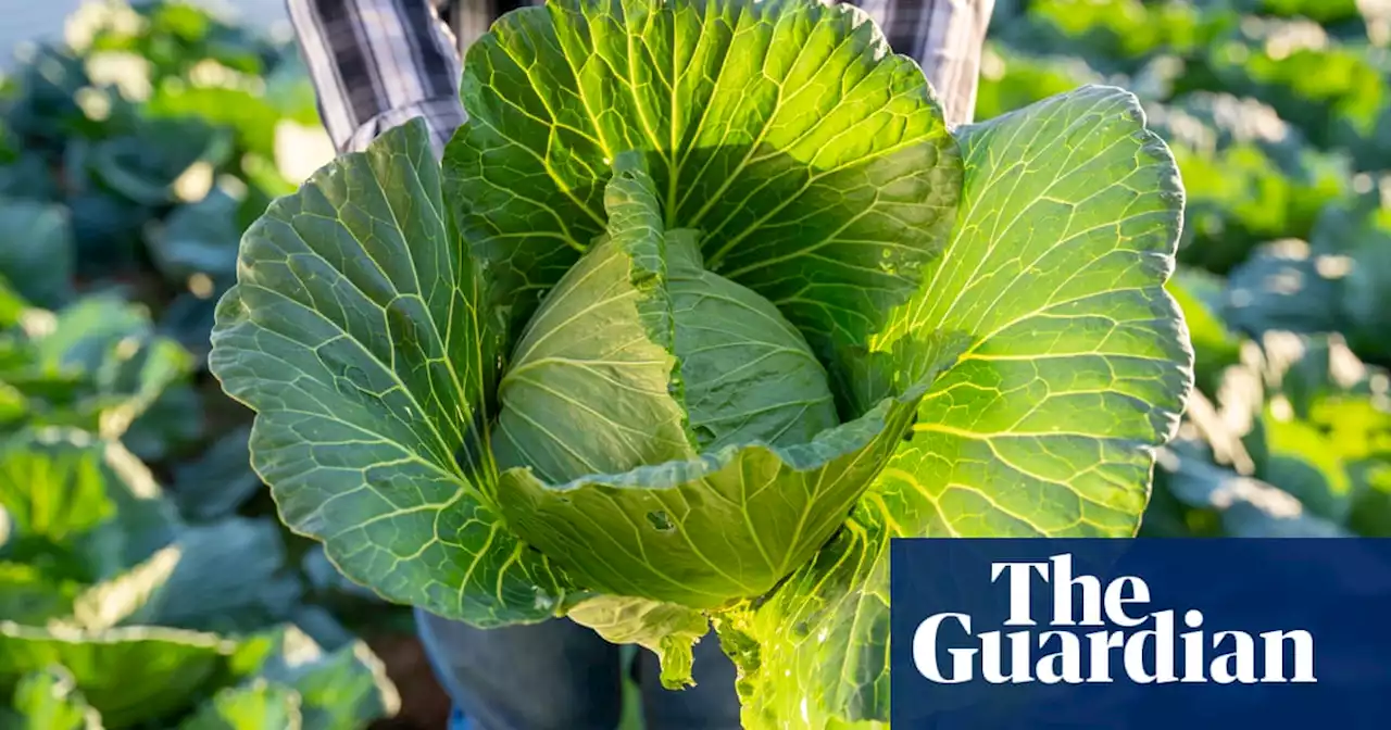 Cabbage-growing experiment shows human waste can be good to use as fertiliser